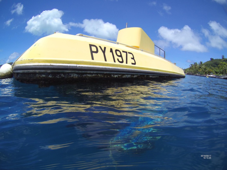 Chasse sous-marine : prévenir pour éviter les drames • TNTV Tahiti Nui  Télévision