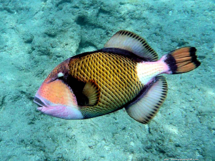 especes poissons tahiti