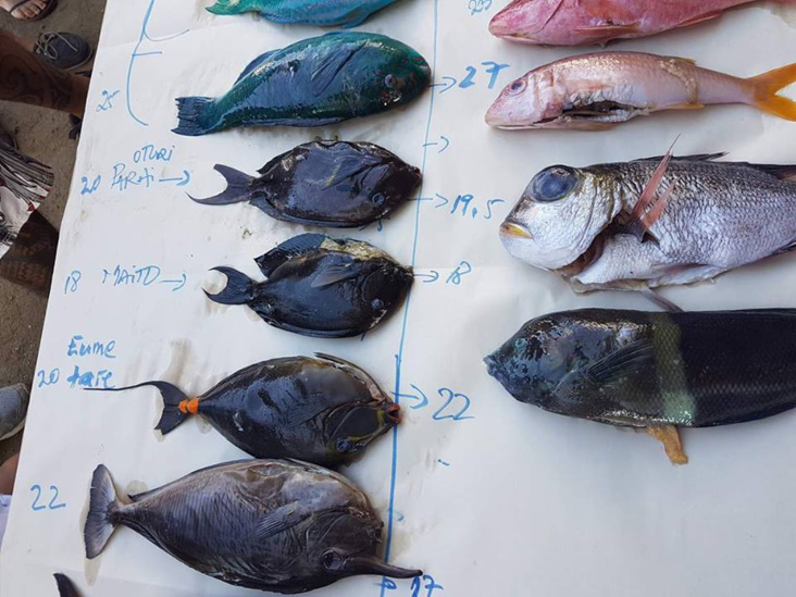especes poissons tahiti