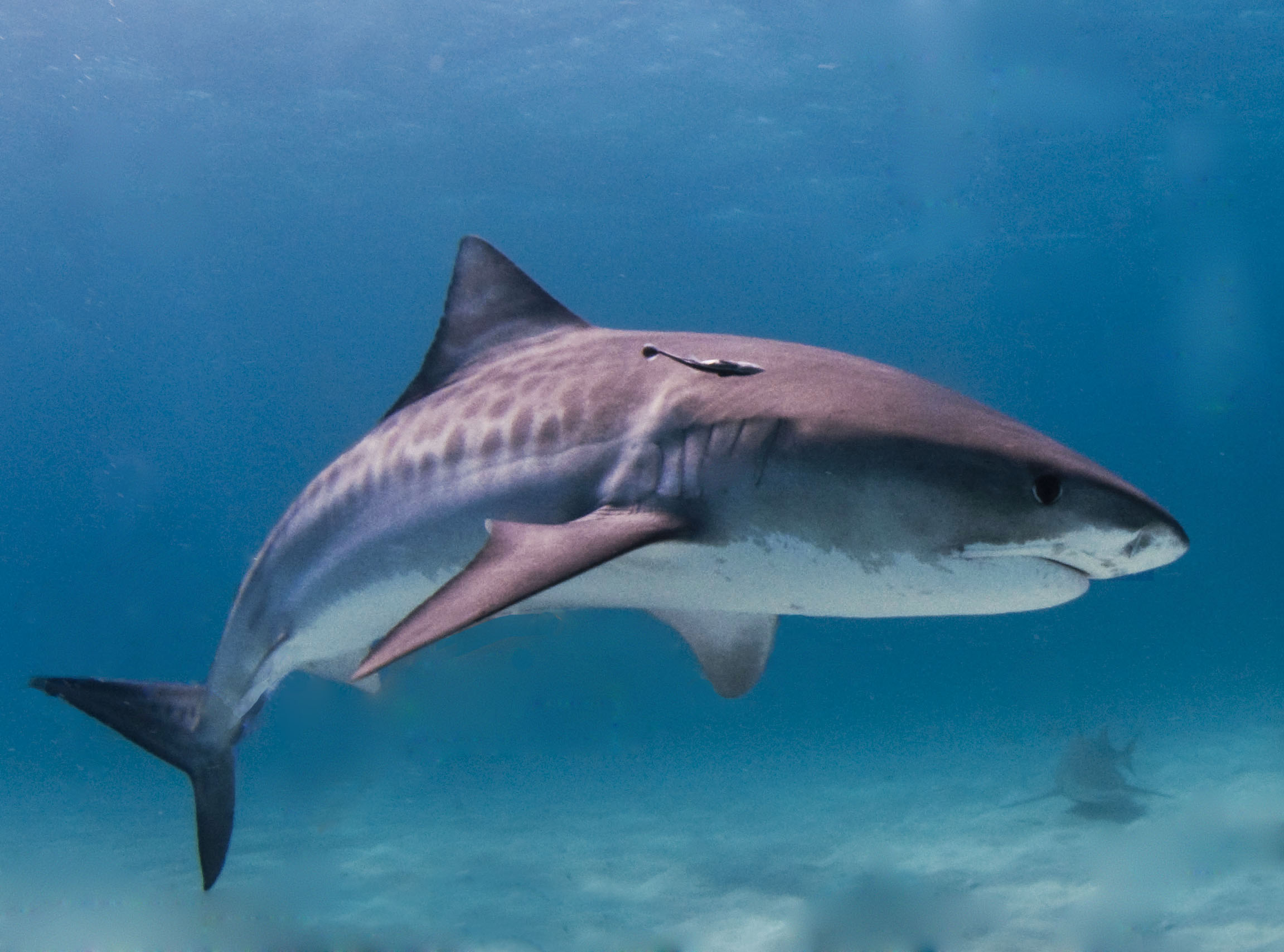 Attaque d'un requin-tigre en 2021 à Rikitea : « une première » au