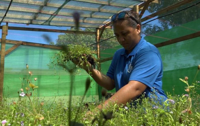 Tahiti: Une nurserie de plantes médicinales à Paea