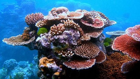 les coraux de tahiti