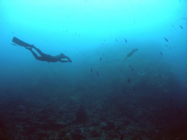 Sensibiliser aux risques de la chasse sous marine - Polynésie la 1ère