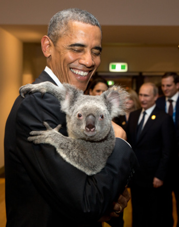 La Russie espère que le koala qui avait fait un câlin à Vladimir