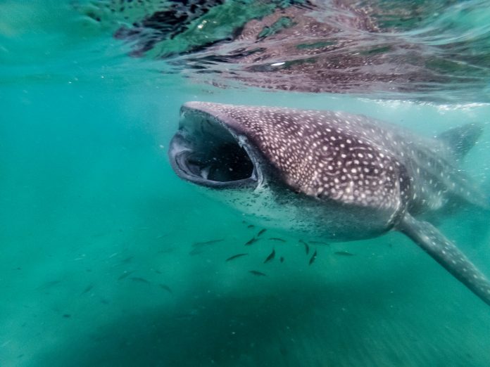 requin baleine