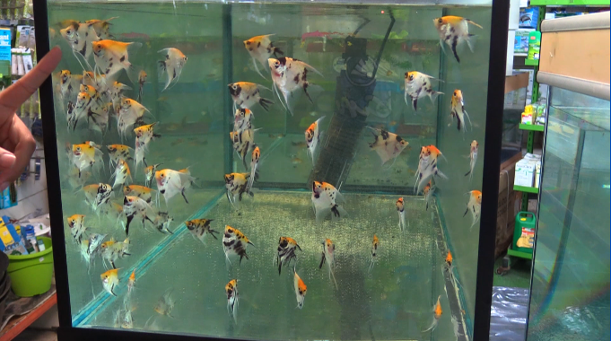 15 poissons exotiques d'aquarium à posséder dès maintenant !