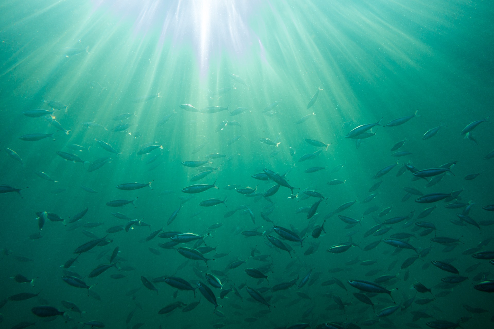 Pourquoi les océans manquent-ils de plus en plus d'oxygène ?